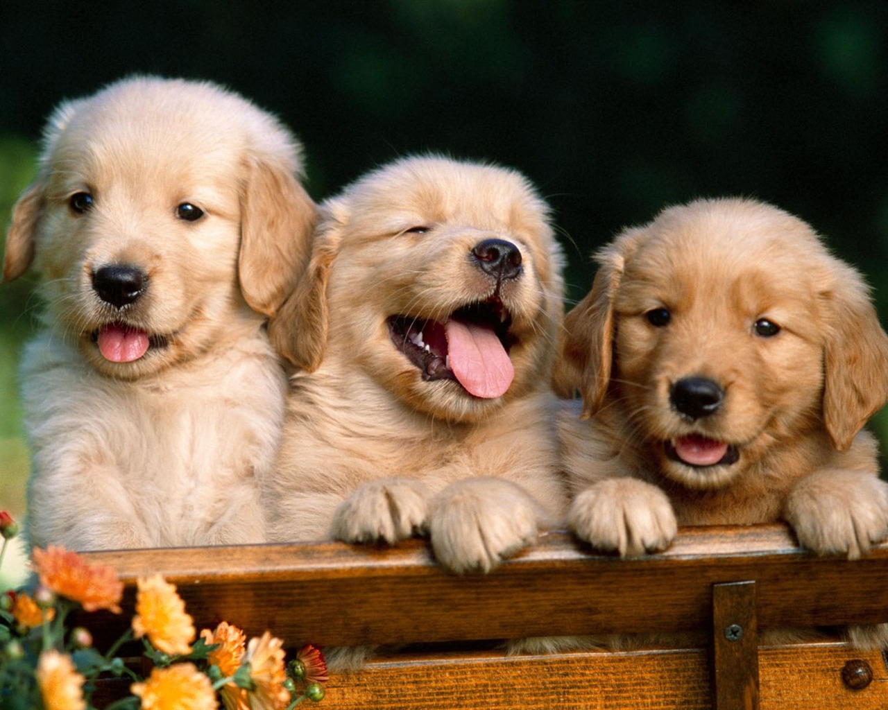 Puppy Photo HD wallpapers (1) #9 - 1280x1024