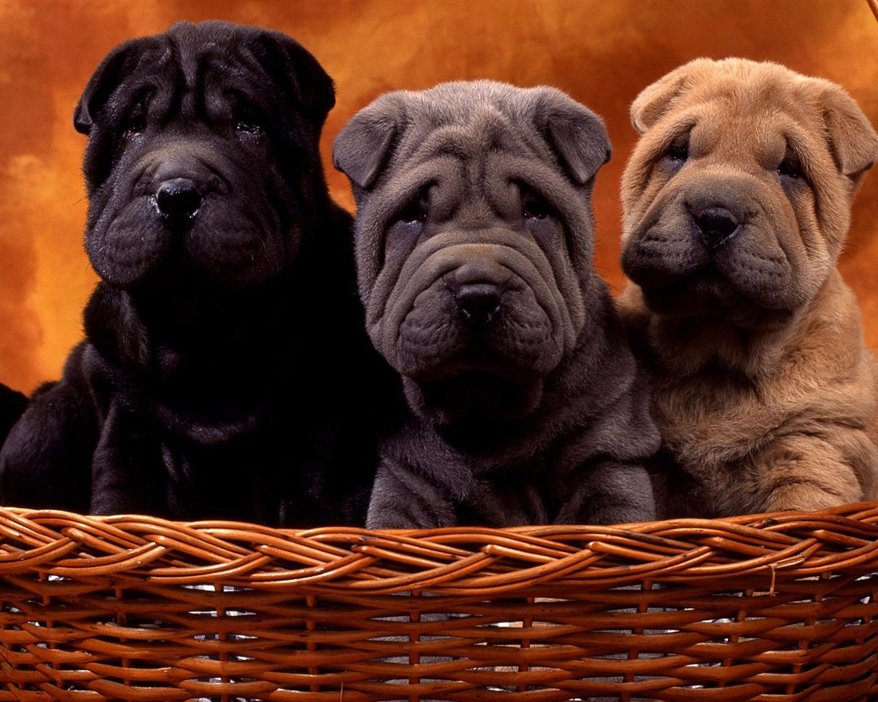 Puppy Photo HD wallpapers (1) #11 - 1280x1024