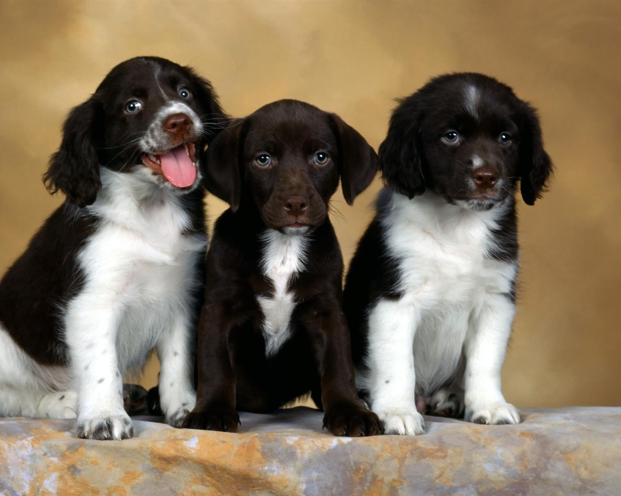 Puppy Photo HD wallpapers (1) #15 - 1280x1024