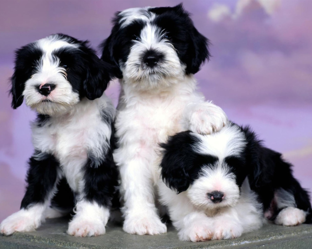 Puppy Photo HD wallpapers (1) #19 - 1280x1024