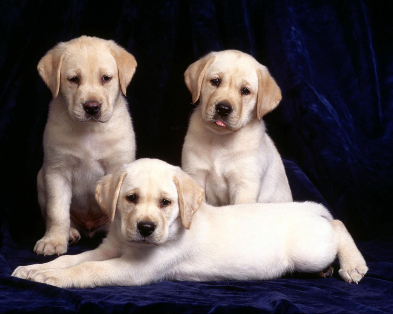 Puppy Photo HD wallpapers (1) #20 - 1280x1024