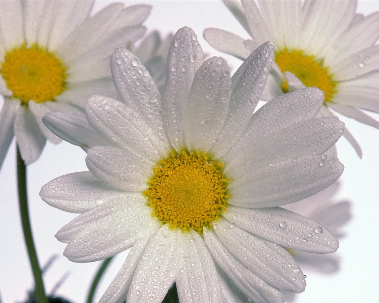 Flowers close-up (9) #5 - 1280x1024
