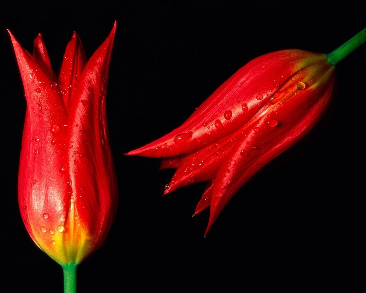 Flowers close-up (9) #7 - 1280x1024