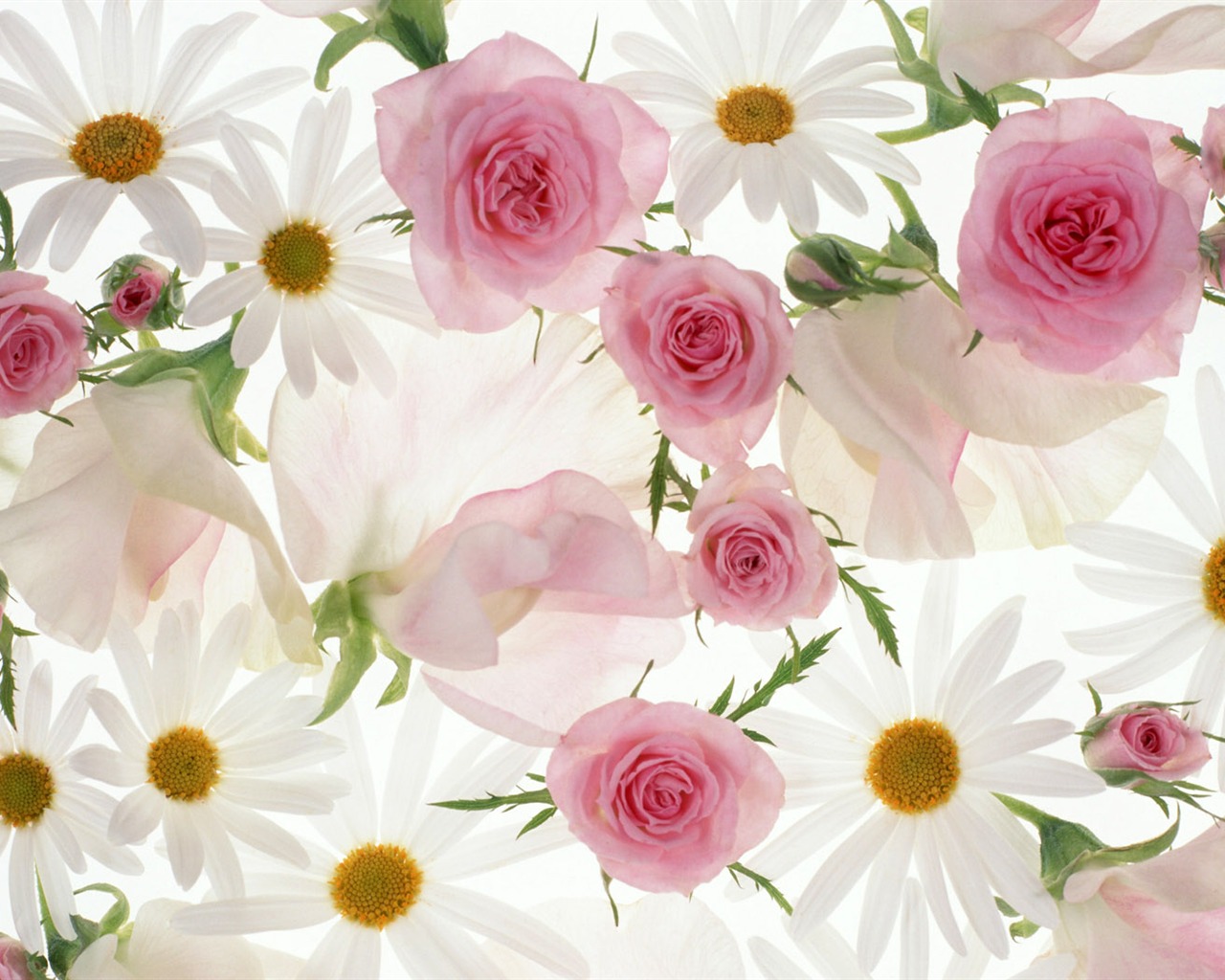 Květiny close-up (10) #8 - 1280x1024
