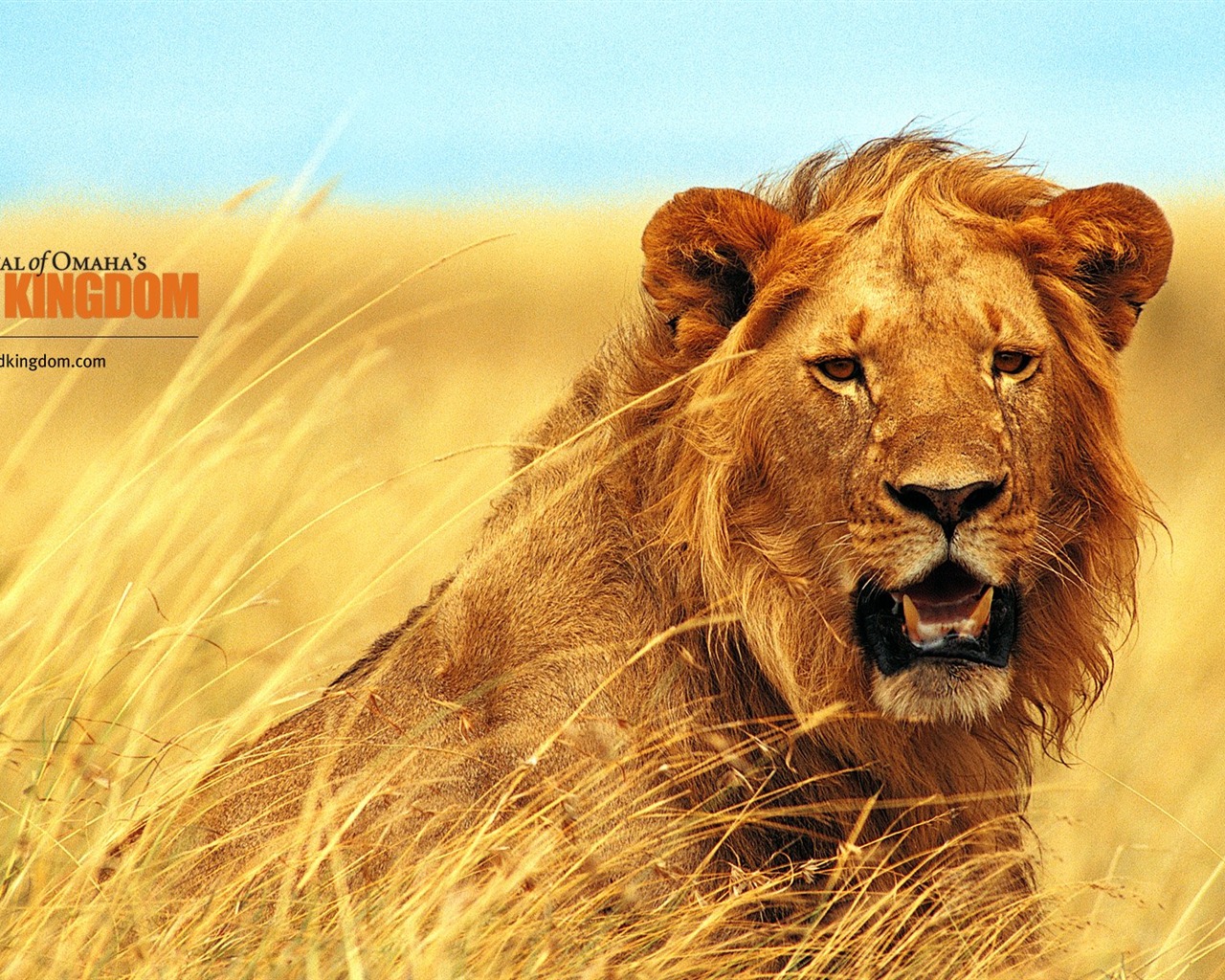 Wild Kingdom Animal Wallpapers #11 - 1280x1024