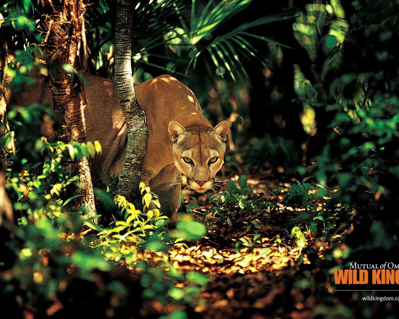 Wild Kingdom 动物壁纸15 - 1280x1024