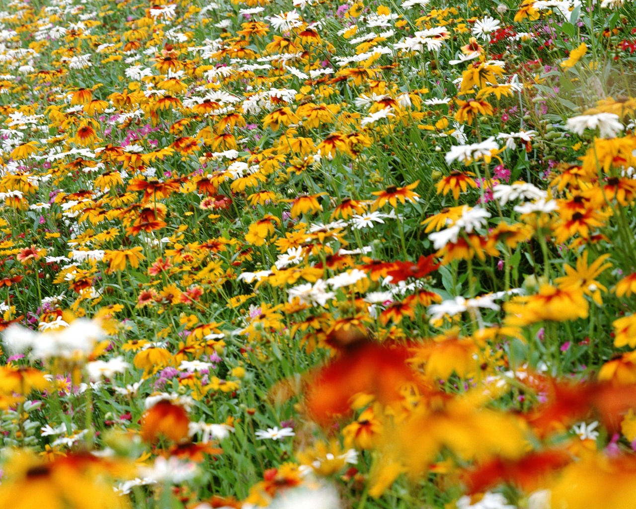 Flores close-up (12) #13 - 1280x1024