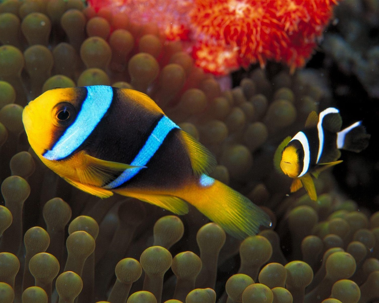 Цветной альбомы тропических рыб обои #13 - 1280x1024