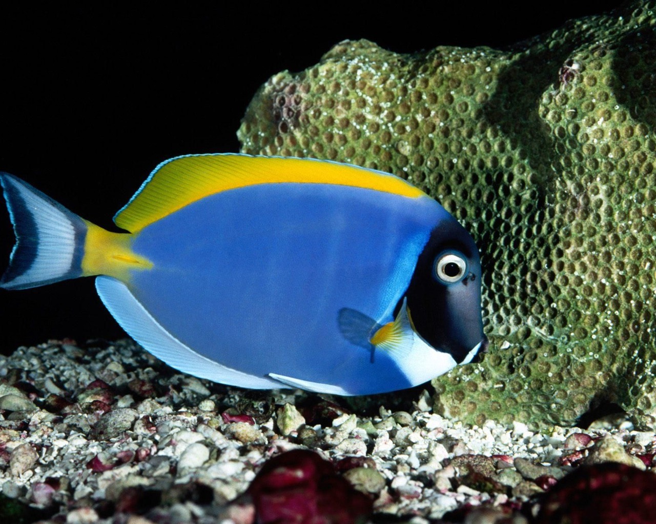 barevné tropické ryby wallpaper alba #14 - 1280x1024