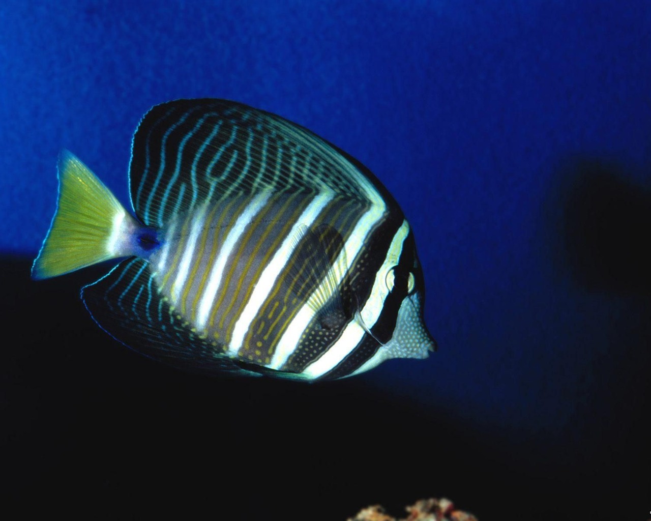 barevné tropické ryby wallpaper alba #15 - 1280x1024