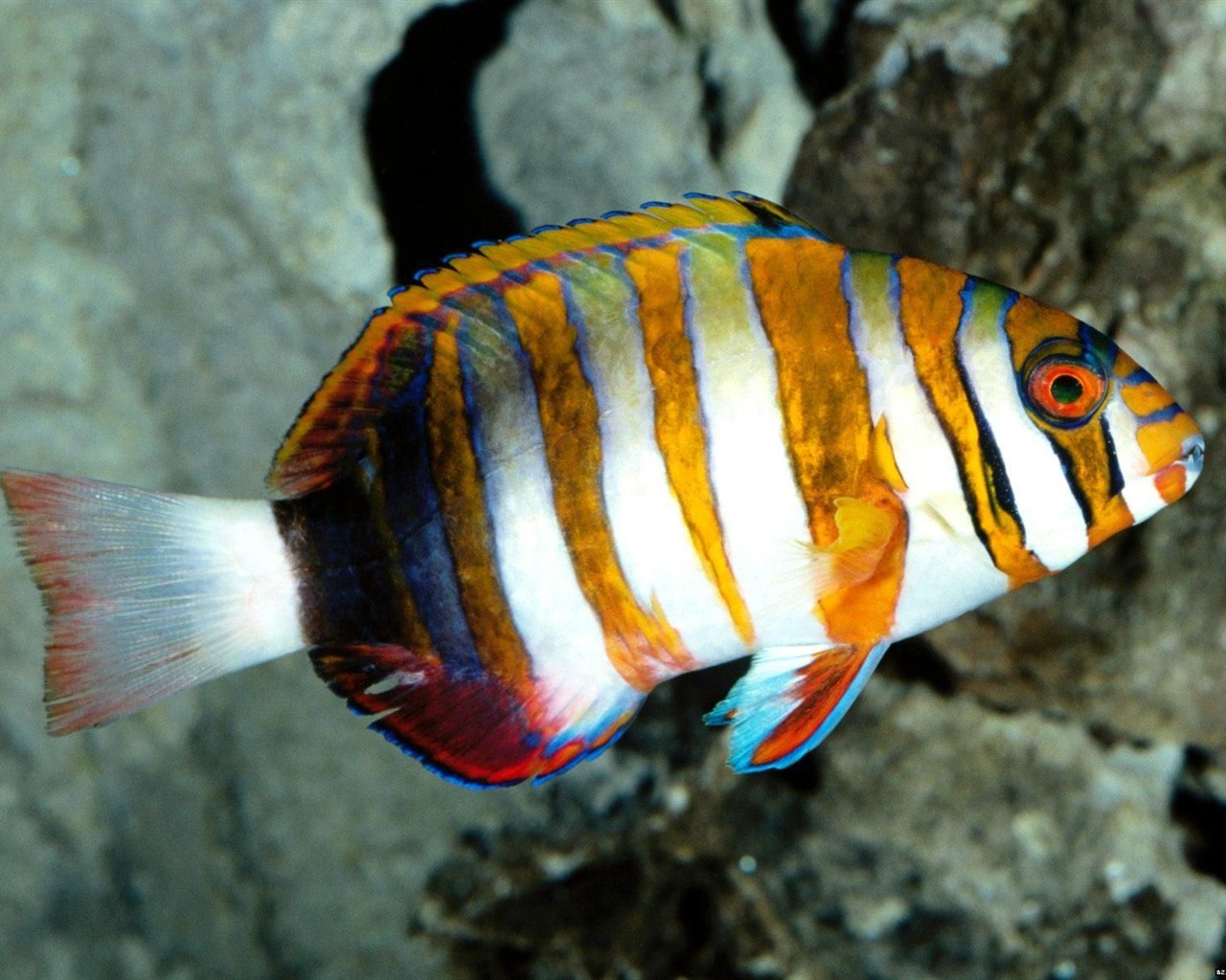 Álbumes coloridos fondos de escritorio de peces tropicales #16 - 1280x1024