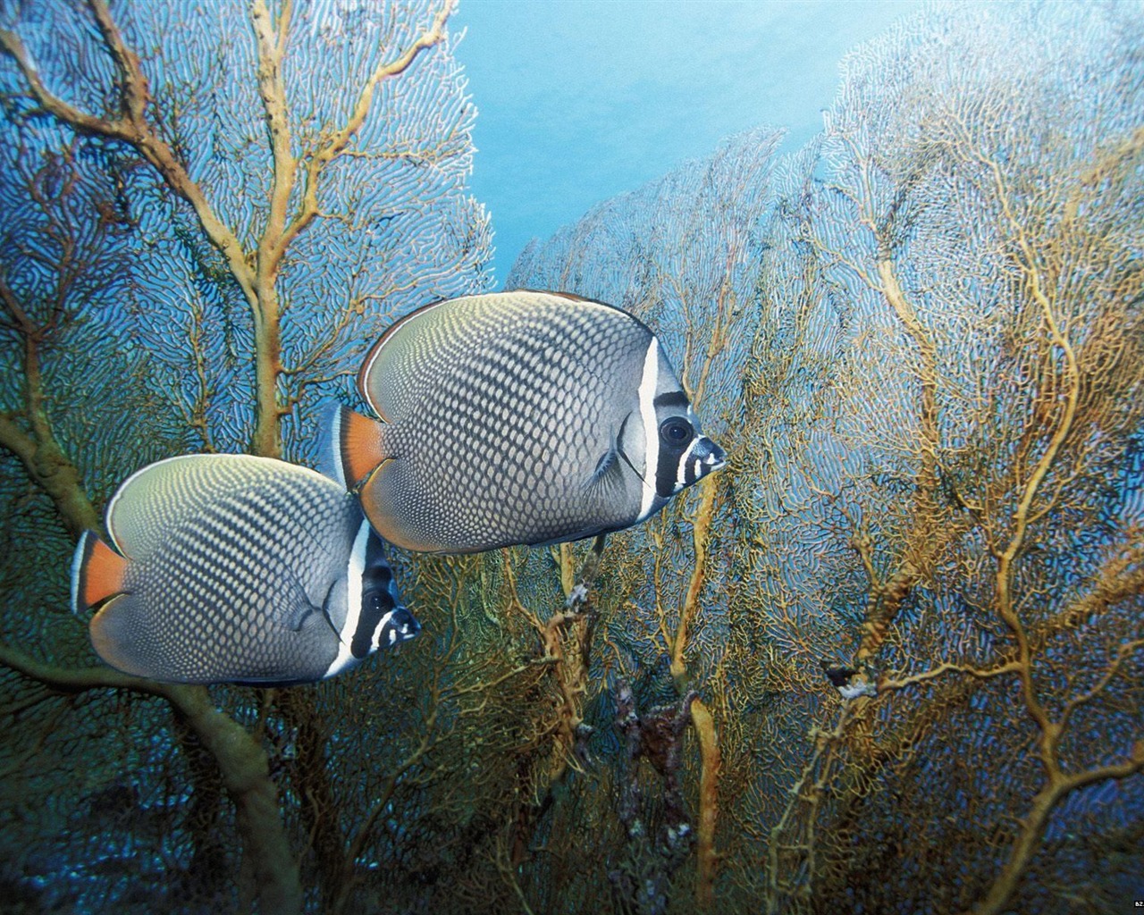 barevné tropické ryby wallpaper alba #17 - 1280x1024