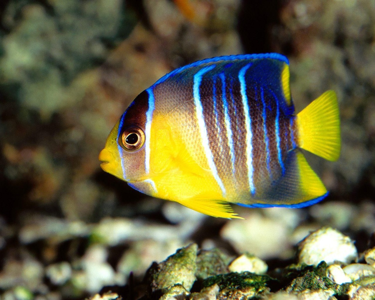 barevné tropické ryby wallpaper alba #20 - 1280x1024