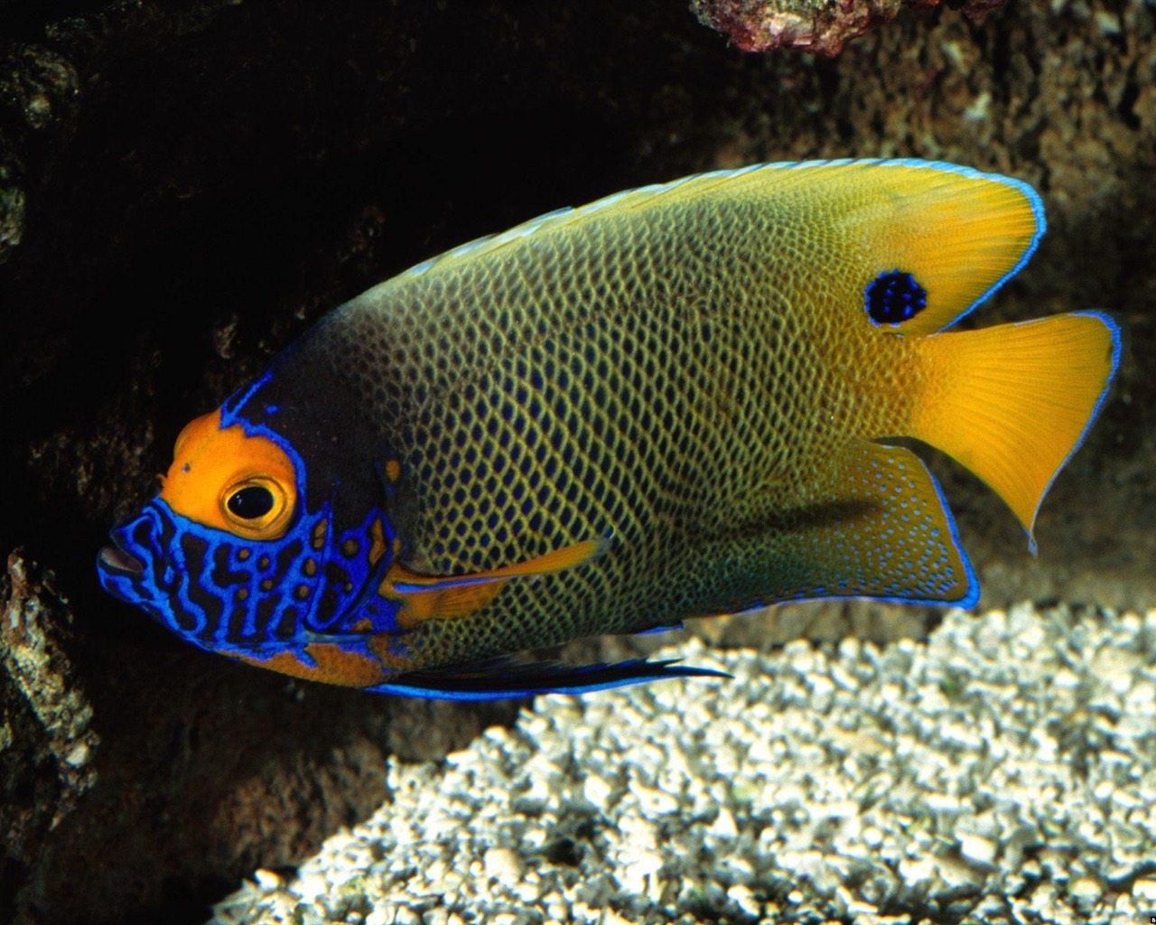 barevné tropické ryby wallpaper alba #21 - 1280x1024