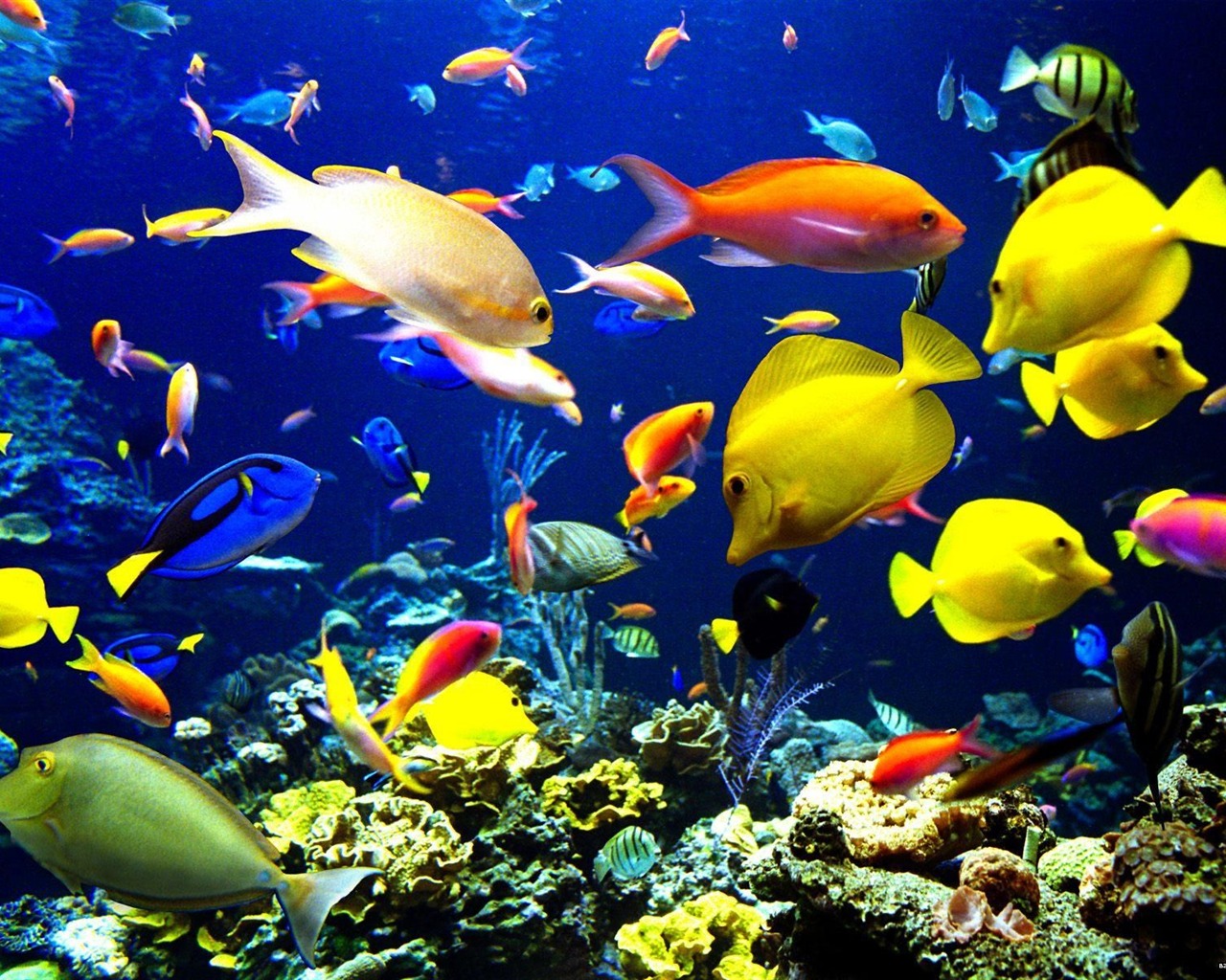 Colorful albums fond d'écran poissons tropicaux #23 - 1280x1024
