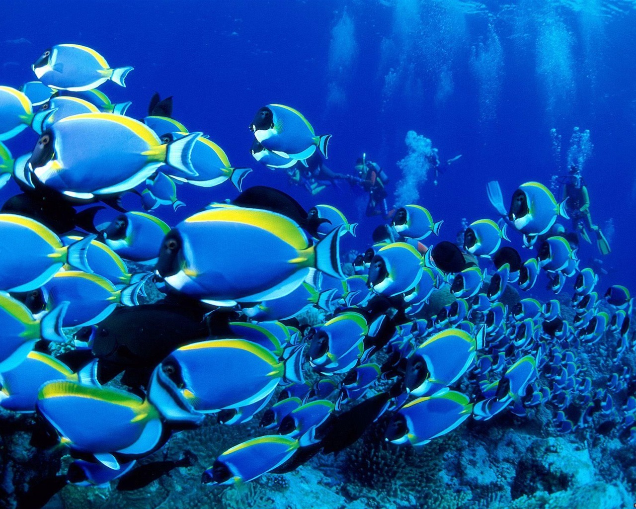 barevné tropické ryby wallpaper alba #25 - 1280x1024