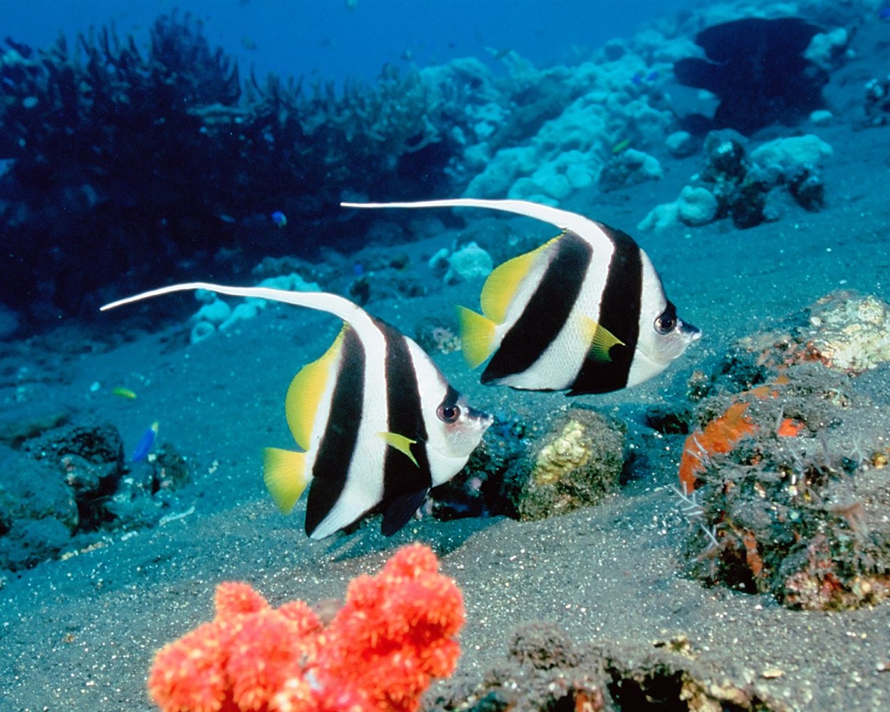Цветной альбомы тропических рыб обои #26 - 1280x1024