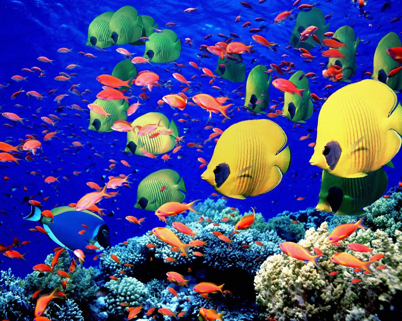 Álbumes coloridos fondos de escritorio de peces tropicales #27 - 1280x1024