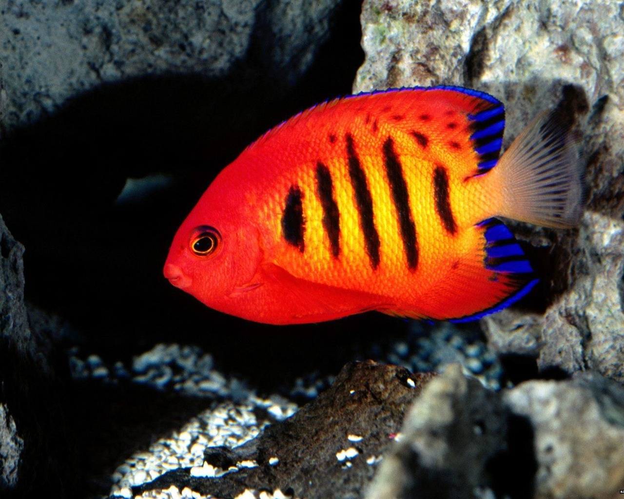 Colorful tropical fish wallpaper albums #1 - 1280x1024