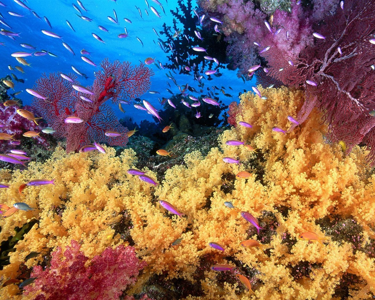 Цветной альбомы тропических рыб обои #8 - 1280x1024