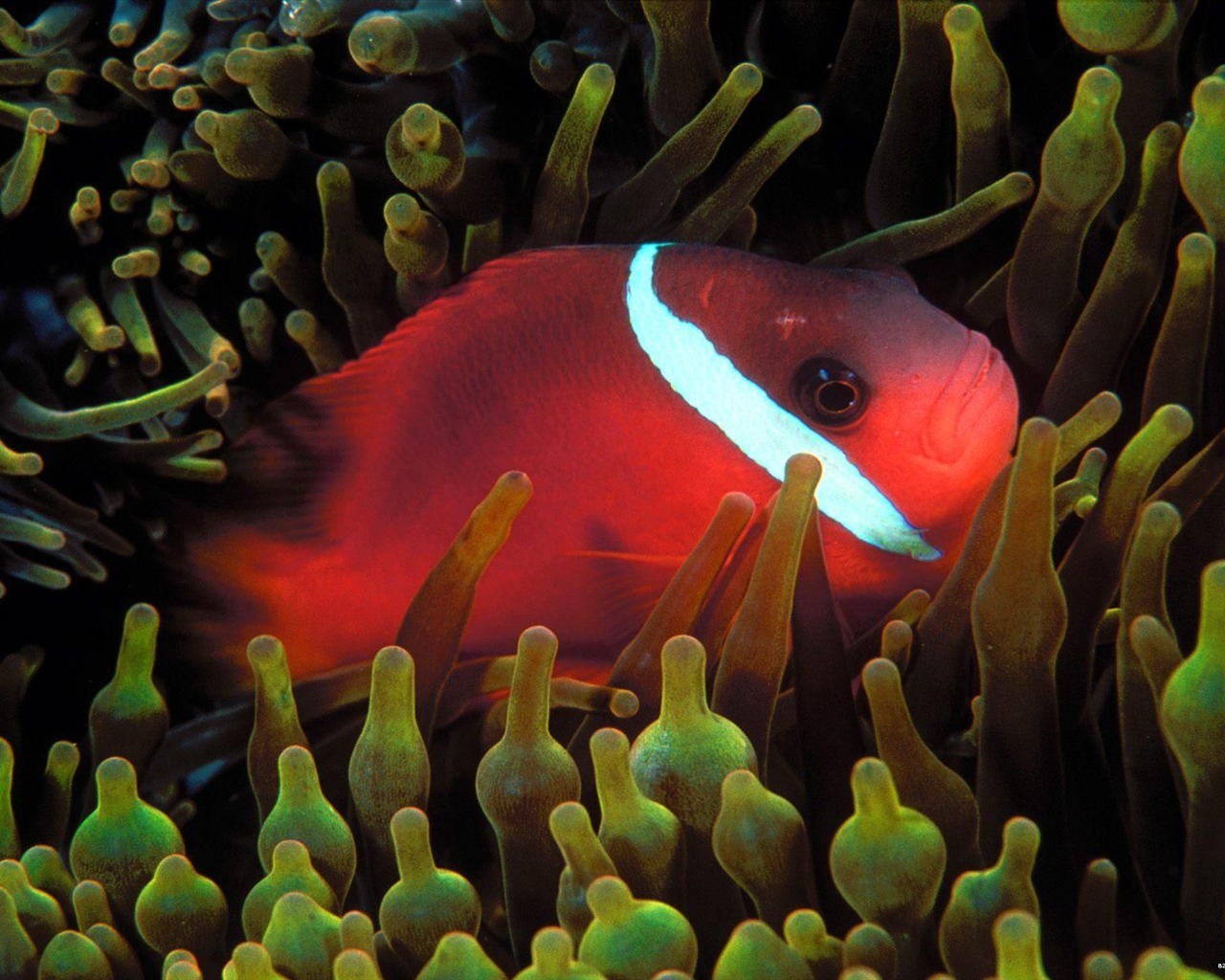 Цветной альбомы тропических рыб обои #10 - 1280x1024