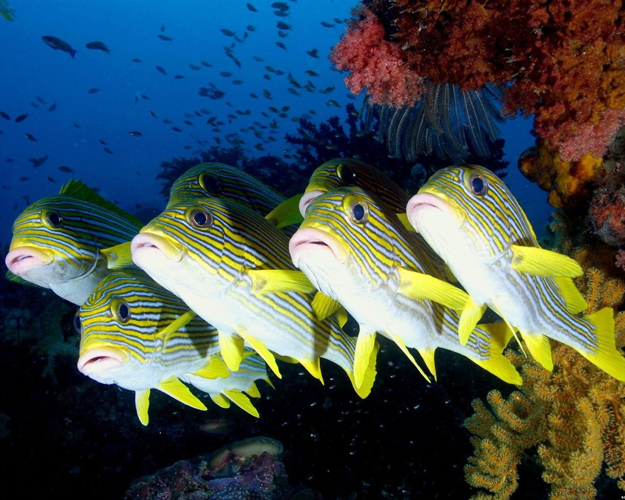 barevné tropické ryby wallpaper alba #11 - 1280x1024