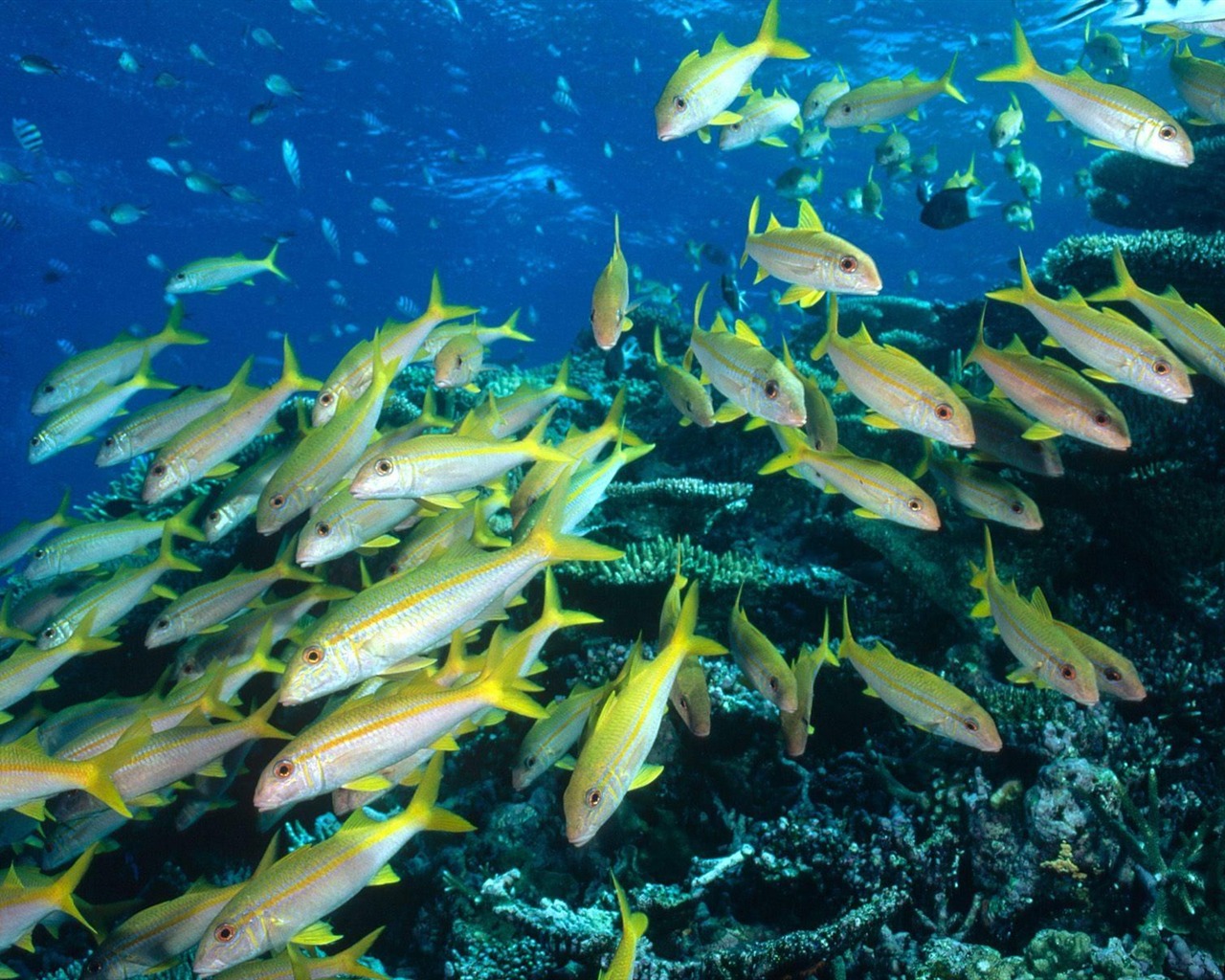 barevné tropické ryby wallpaper alba #12 - 1280x1024