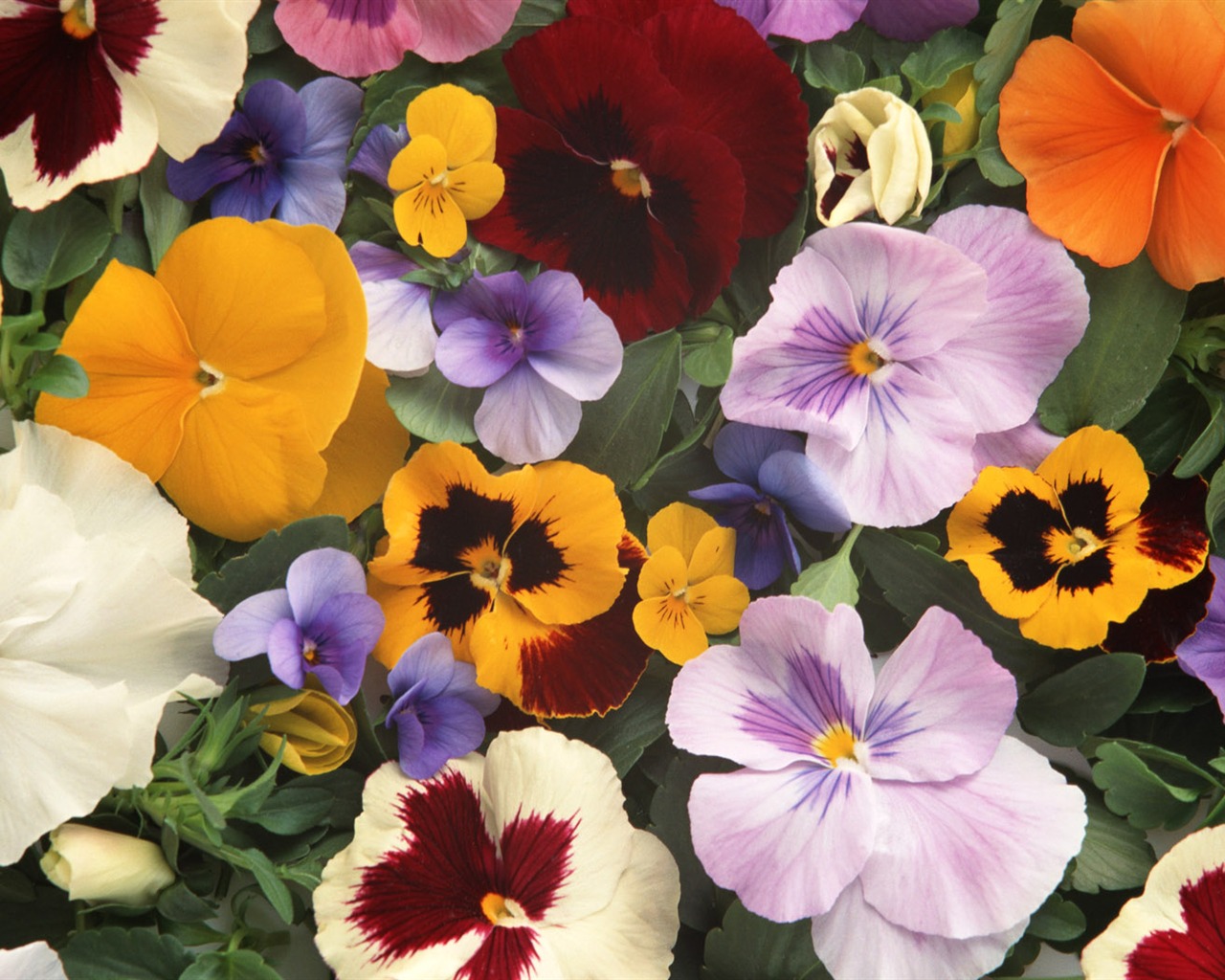 Květiny close-up (14) #1 - 1280x1024
