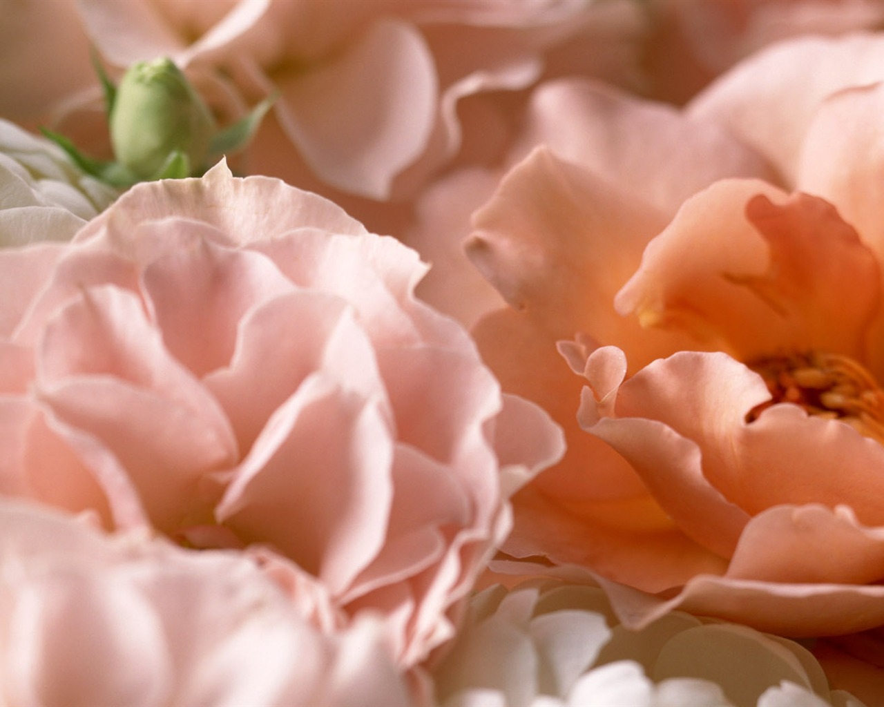 Květiny close-up (14) #3 - 1280x1024