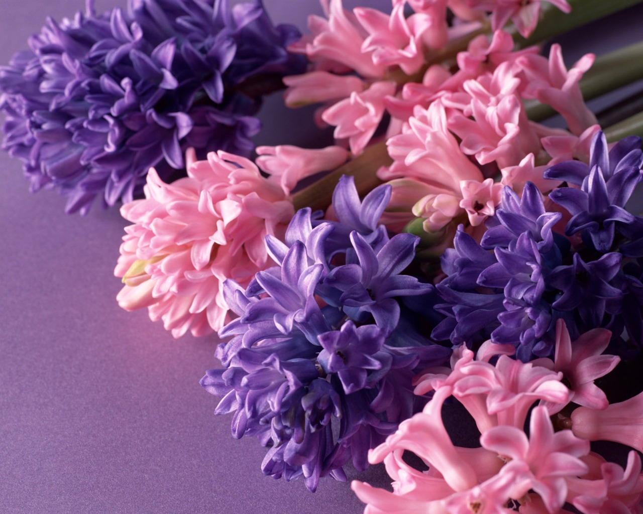 Květiny close-up (14) #11 - 1280x1024