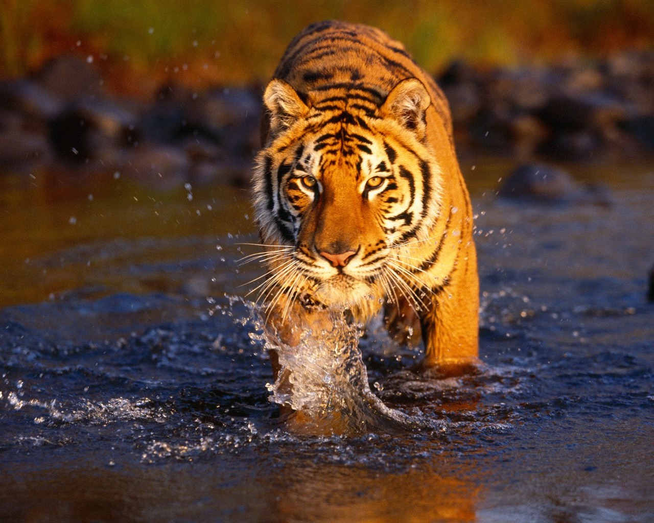 Tiger Фото обои (2) #1 - 1280x1024