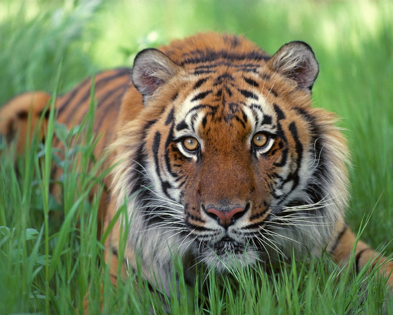 Tiger Фото обои (2) #2 - 1280x1024