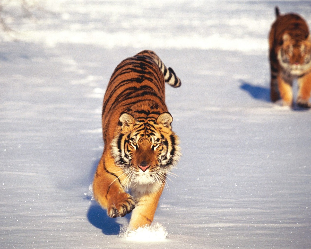 Tiger Фото обои (2) #3 - 1280x1024