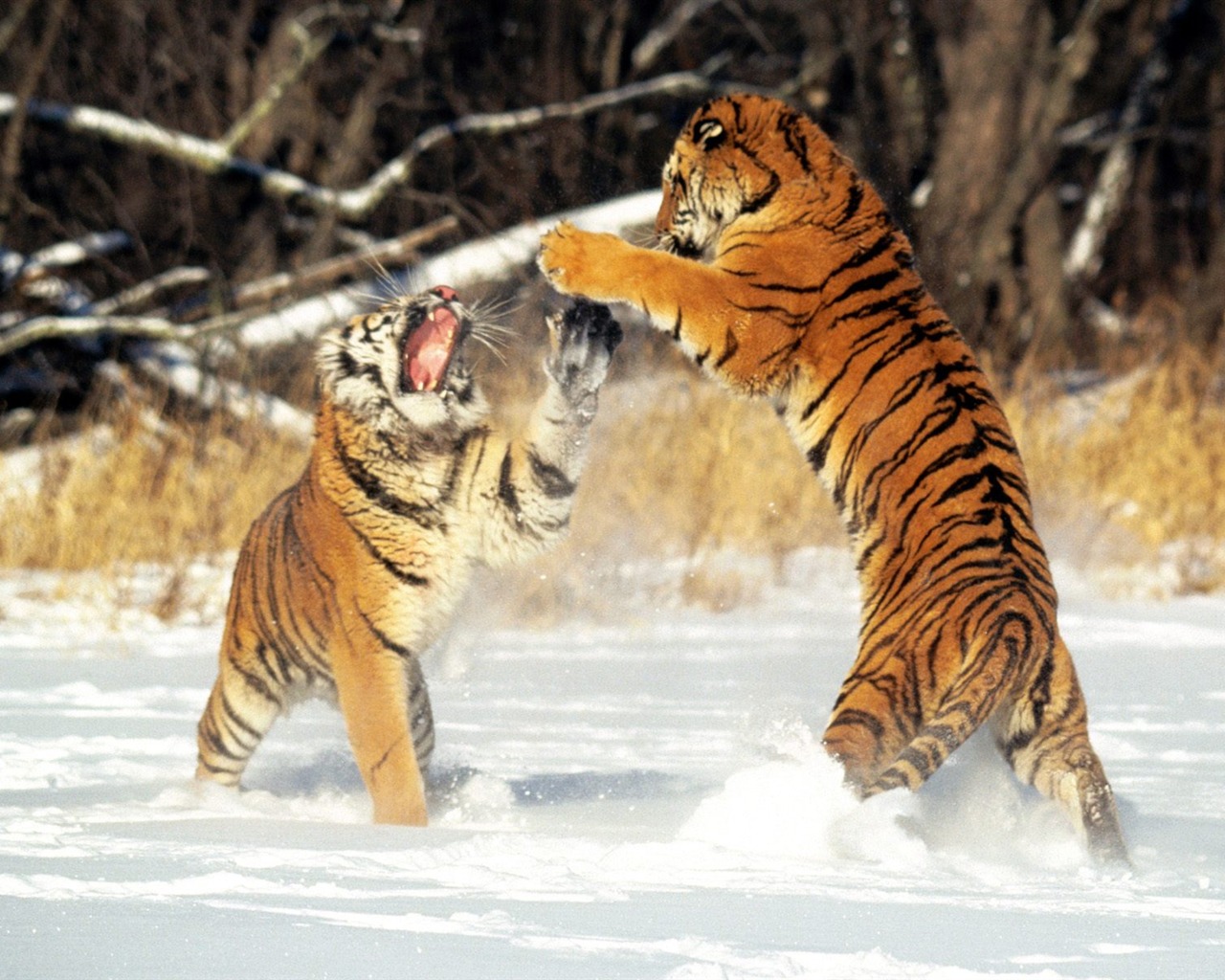 Tiger Фото обои (2) #4 - 1280x1024