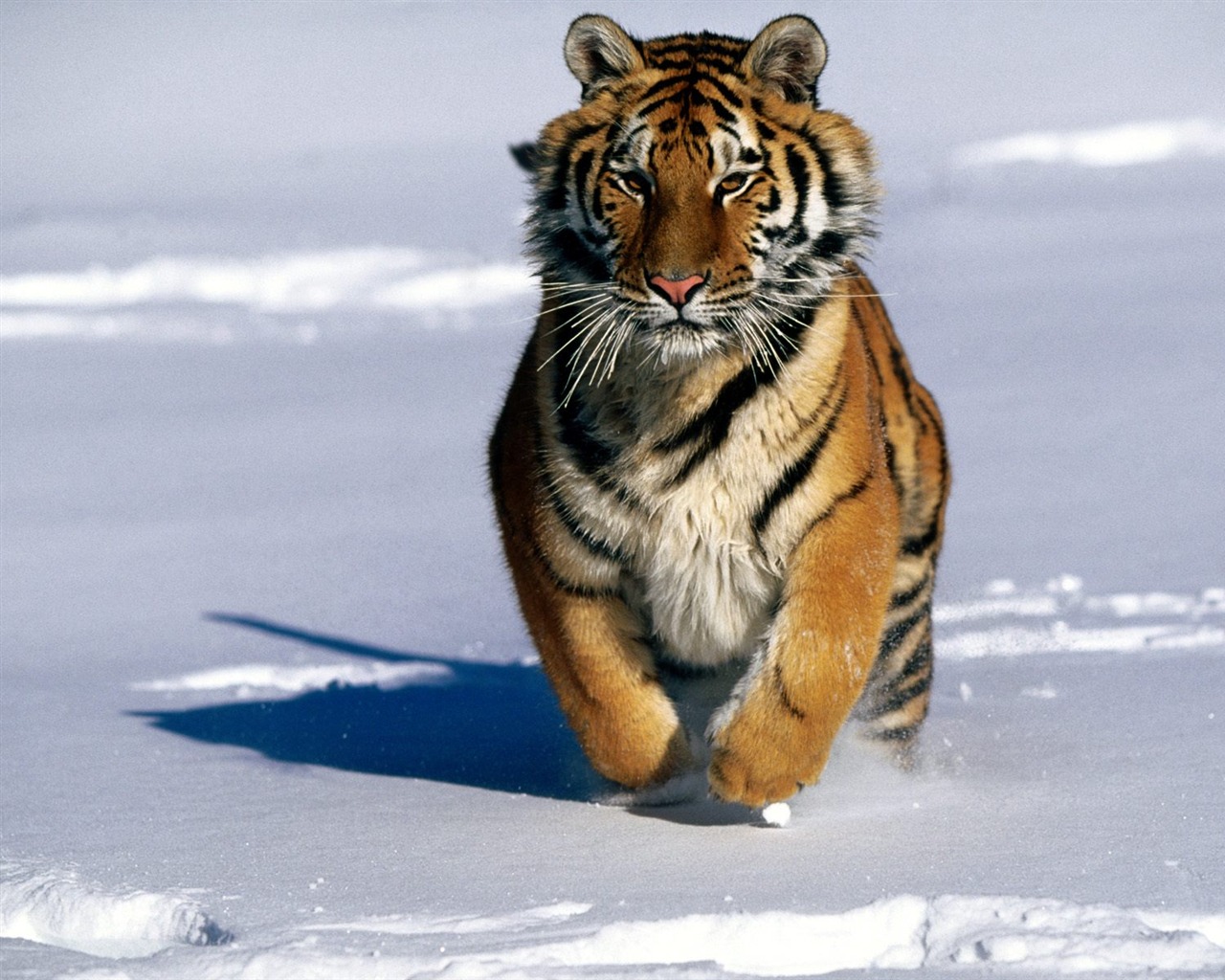 Tiger Фото обои (2) #5 - 1280x1024