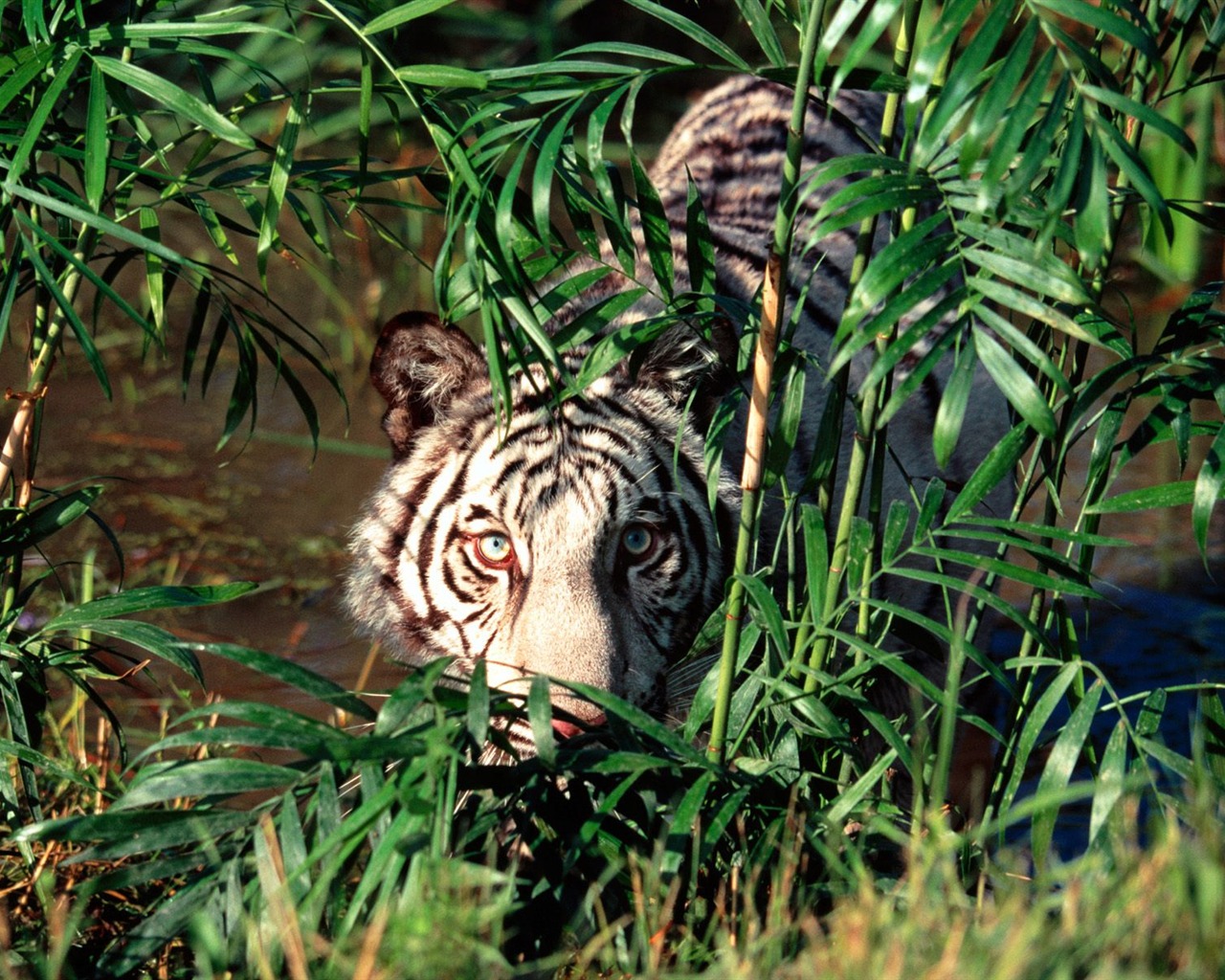 Tiger Фото обои (2) #7 - 1280x1024