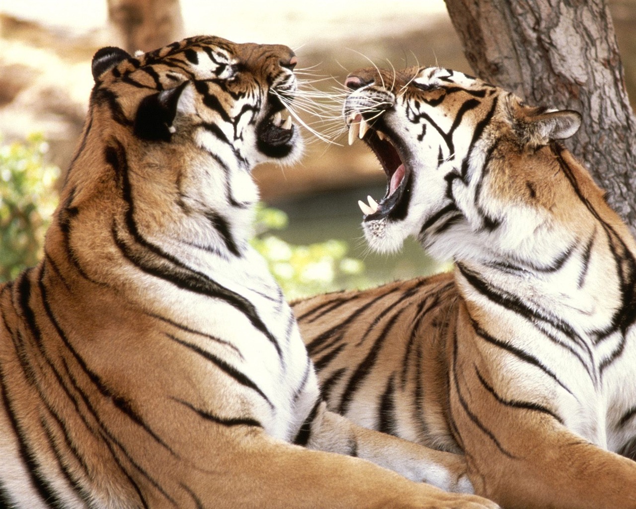 Tiger Фото обои (2) #8 - 1280x1024