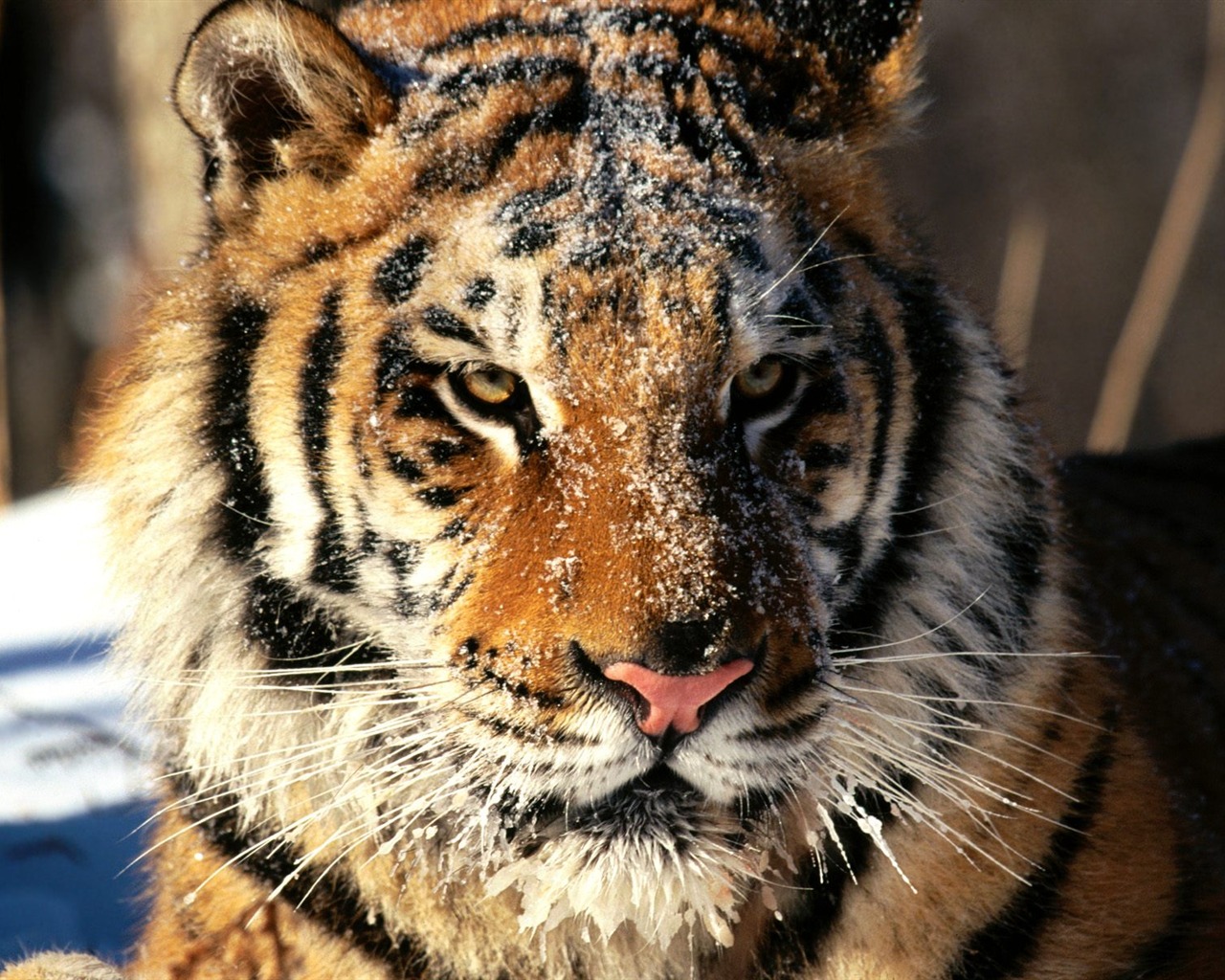 Tiger Фото обои (2) #10 - 1280x1024