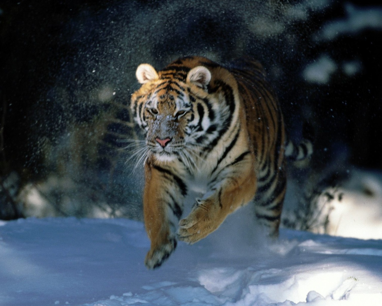 Tiger Фото обои (2) #11 - 1280x1024