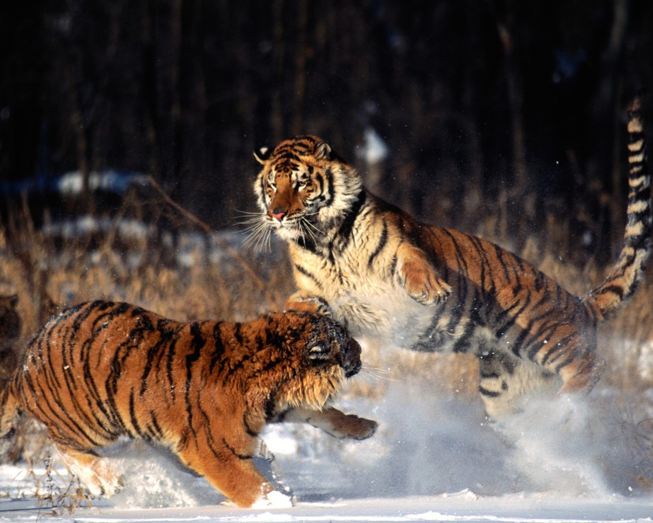 Tiger Фото обои (2) #12 - 1280x1024