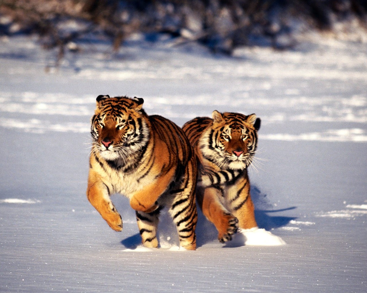 Tiger Фото обои (2) #13 - 1280x1024