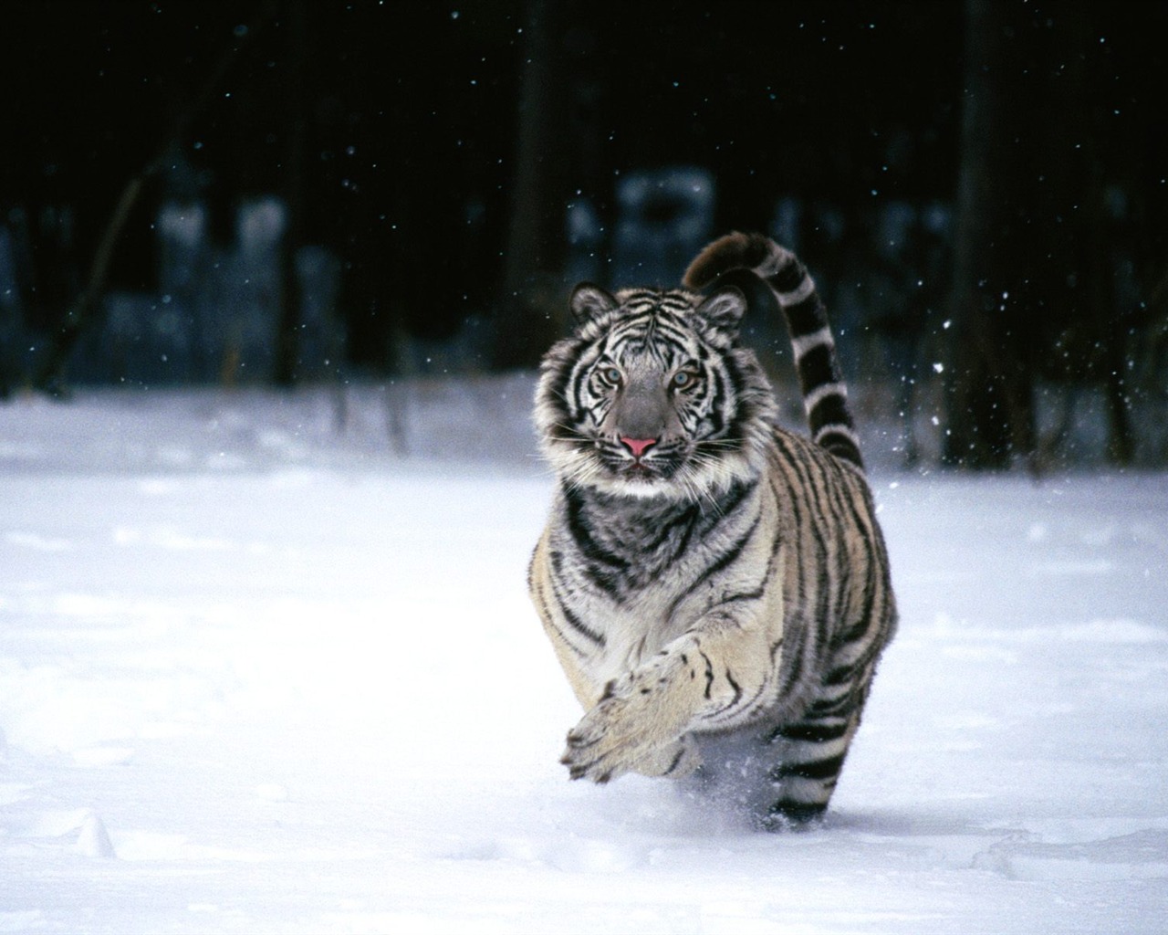 Tiger Фото обои (2) #14 - 1280x1024