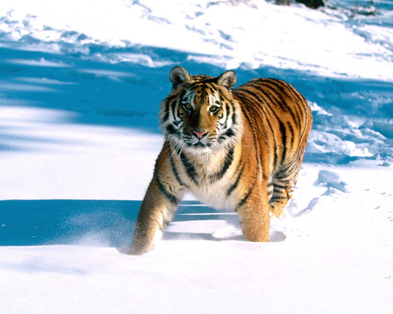 Tiger Фото обои (2) #15 - 1280x1024
