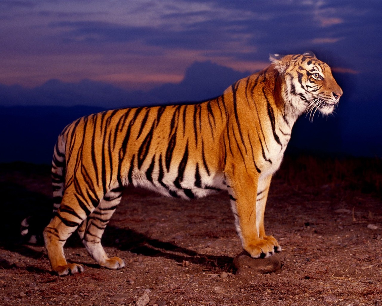 Tiger Фото обои (2) #16 - 1280x1024