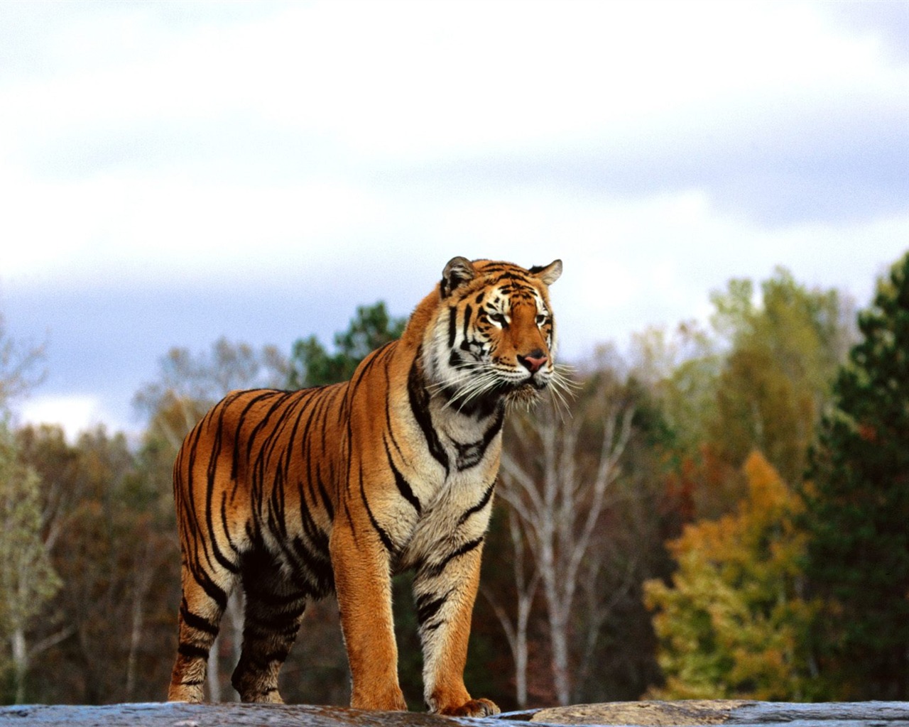 Tiger Фото обои (2) #17 - 1280x1024