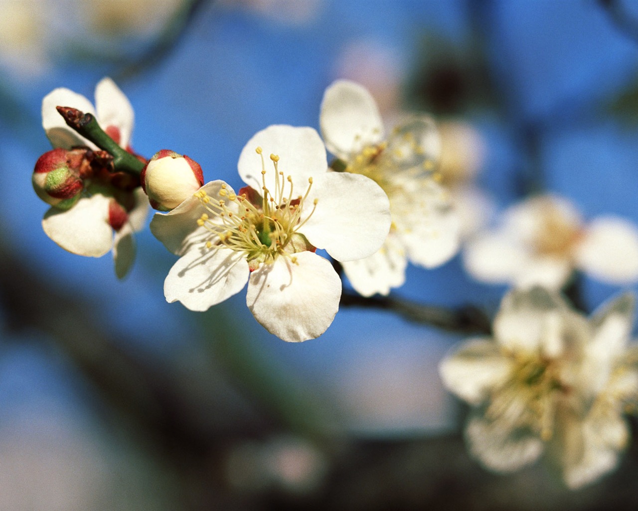 Flowers close-up (16) #6 - 1280x1024