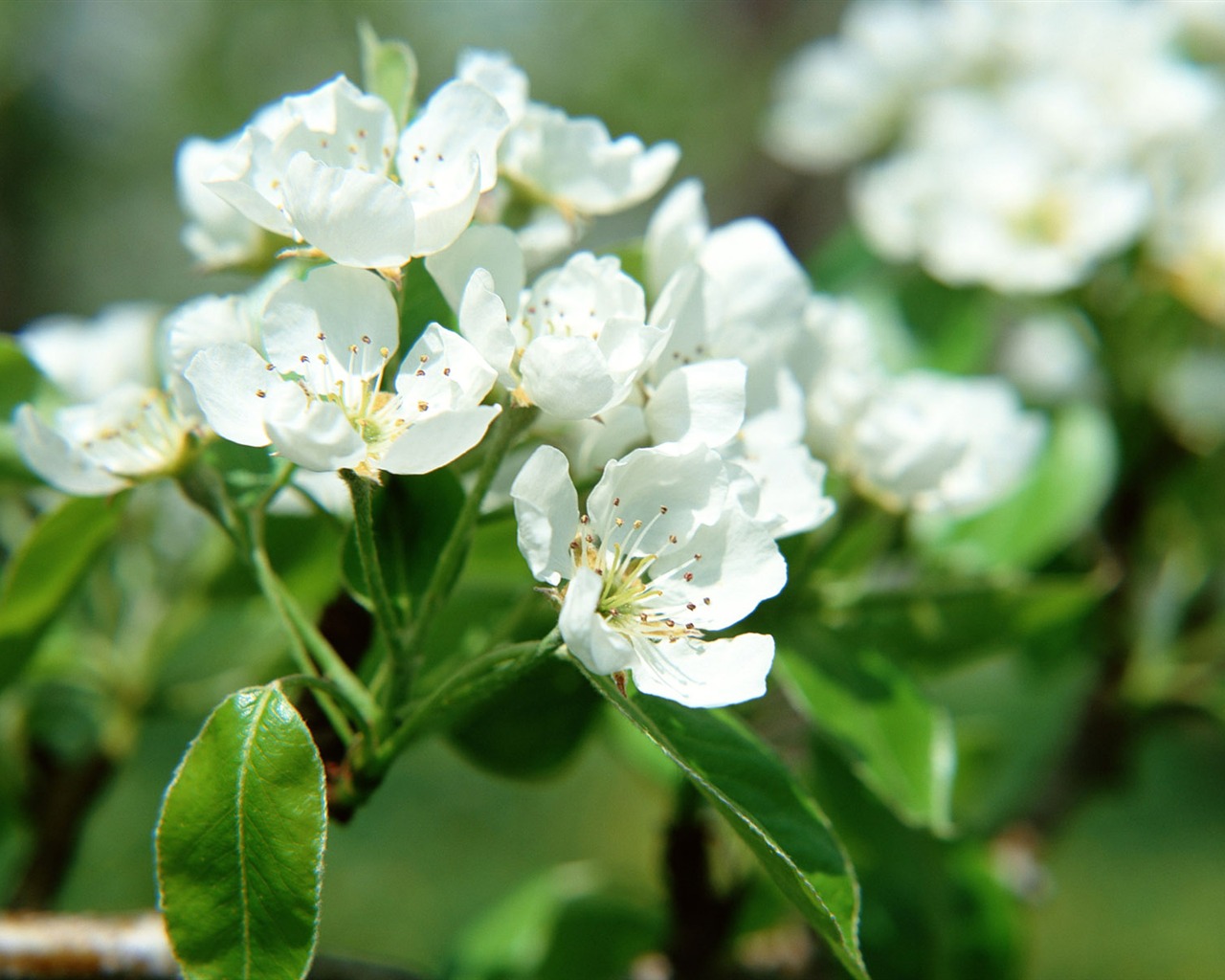 Flowers close-up (16) #8 - 1280x1024