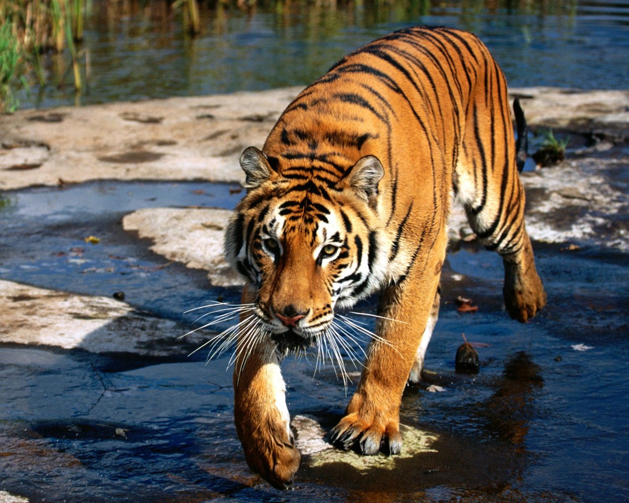 Foto Wallpaper Tigre (3) #2 - 1280x1024