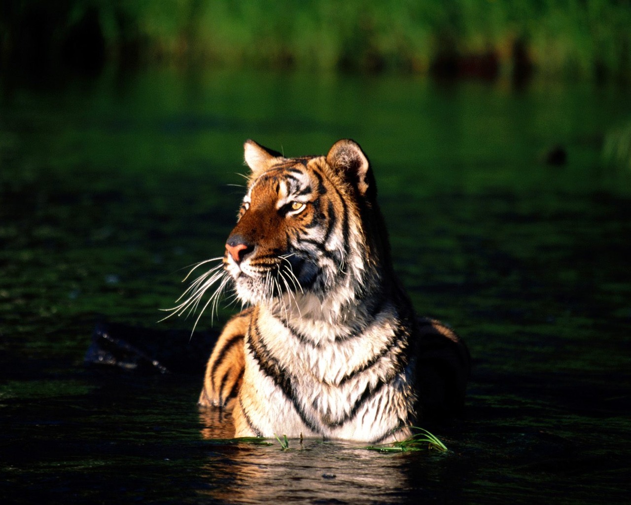 Fond d'écran Tiger Photo (3) #3 - 1280x1024