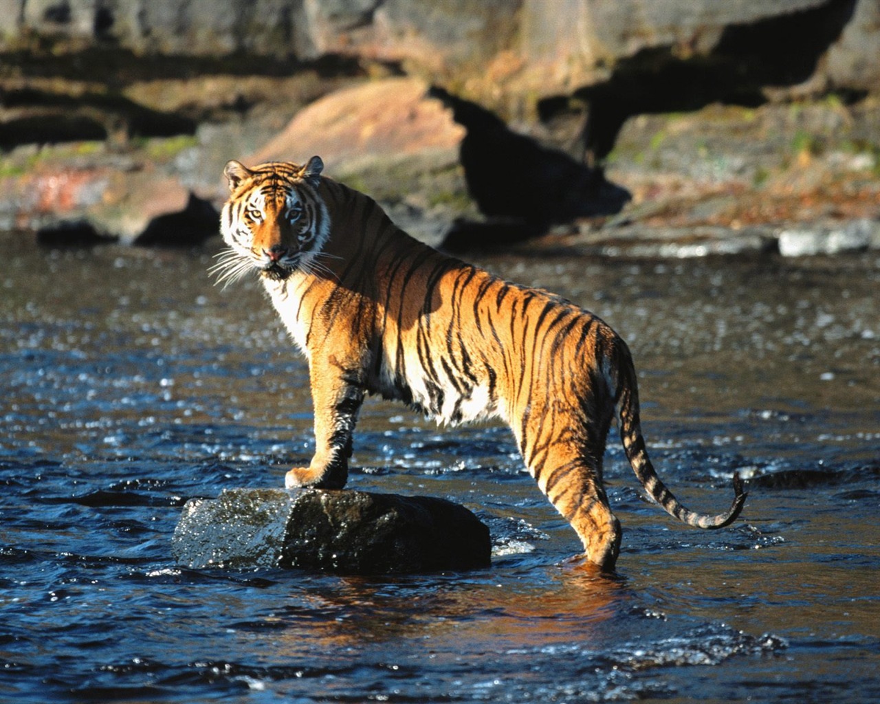 Foto Wallpaper Tigre (3) #4 - 1280x1024